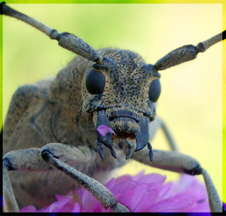 Портрет жука