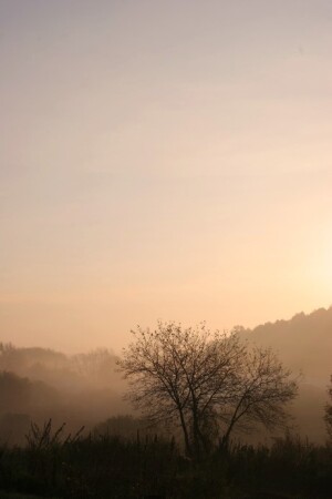 Утрений туман