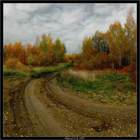 Поэзия осеннего леса