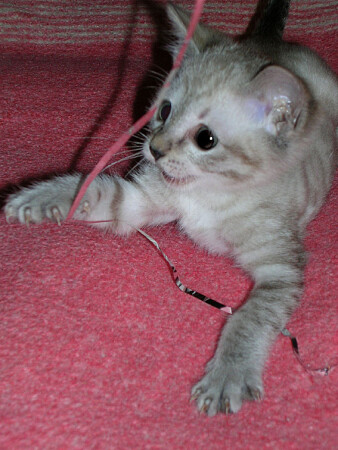 И снова Шлёпа