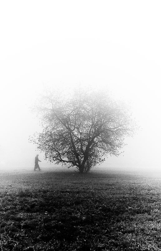 tree of death