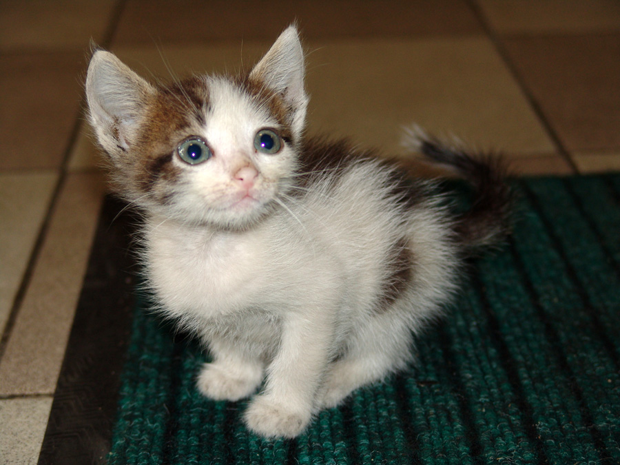 kitty