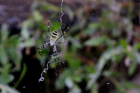 Argiope bruenniсhi :)