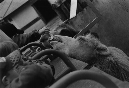 просим не кормить животных 