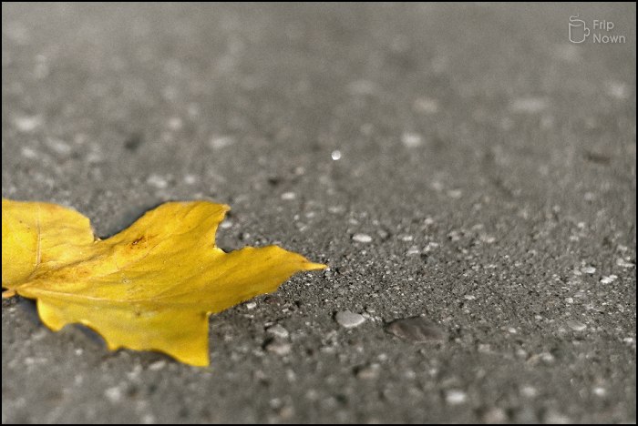 Bright Fall
