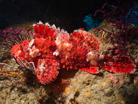 Золотая рыбка