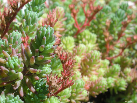 Les plantes aquatiques