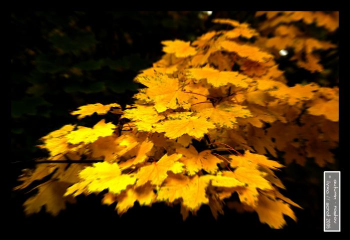 Rostov Autumn Leaves