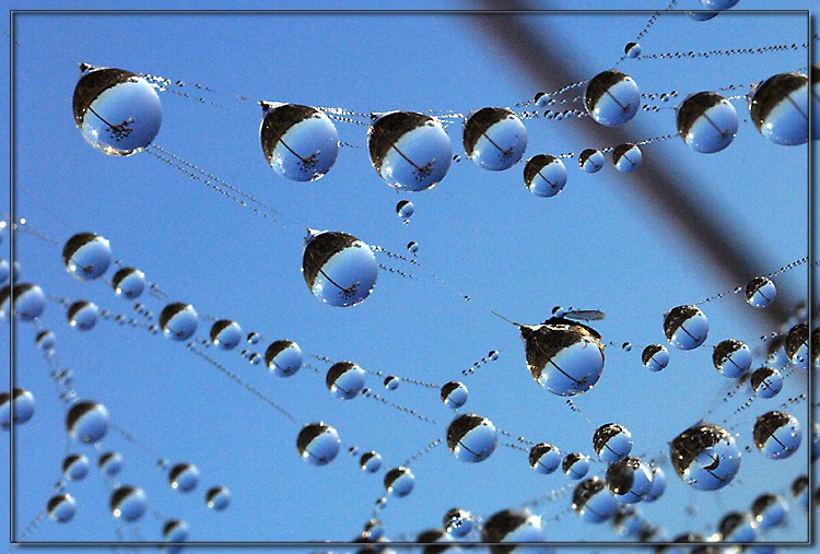 Dew (03)