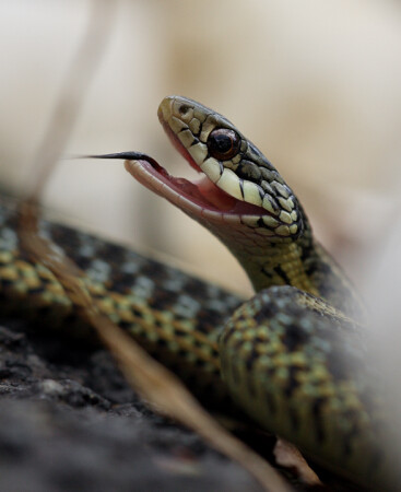 Kaa