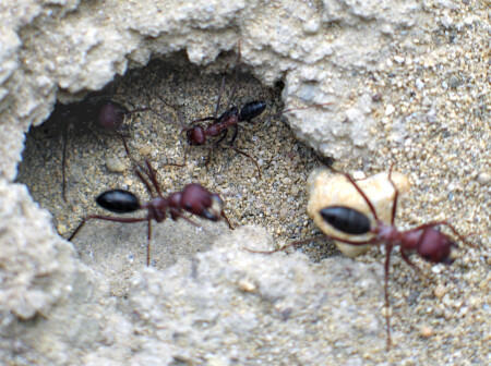 а еще они называли тебя земляным червяком!
