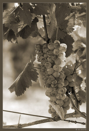 наступит время, и ты будешь восхищен прозрачностью напитка