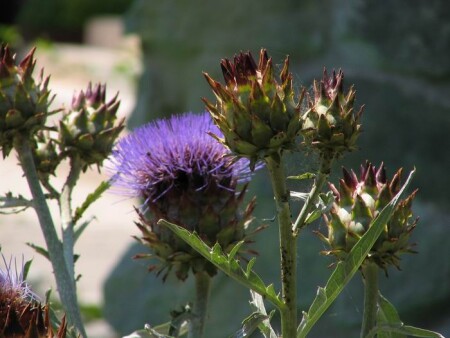 Крымский чертополох