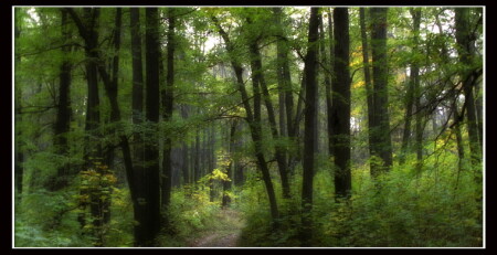 wild wild wood