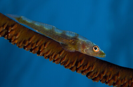Whip Coral Вобла