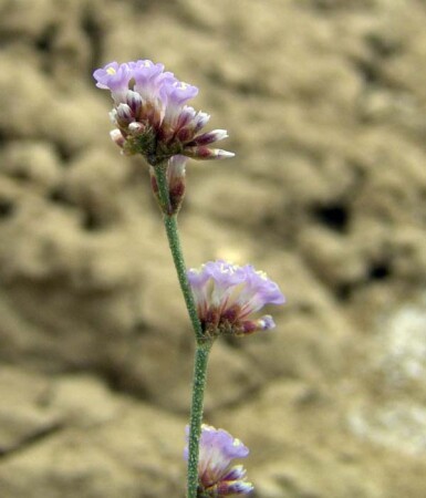 Степной цветок