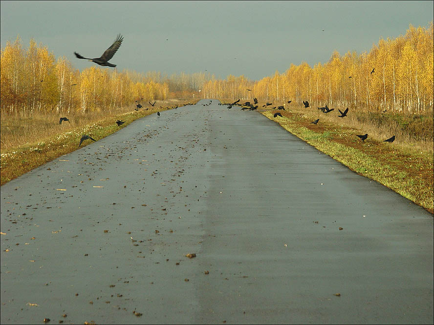 осенний асфальт