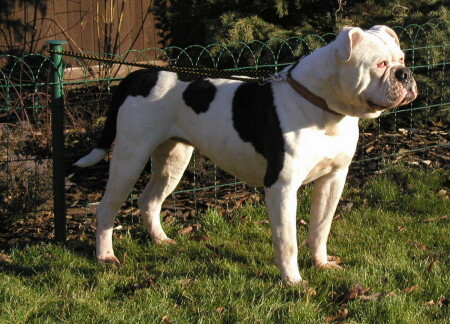 американский бульдог