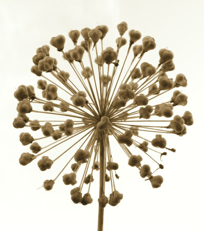 &quot;цветок&quot;