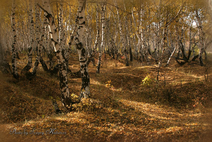 Аквариум осеннего леса