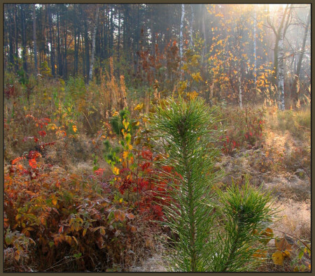 Краски осени