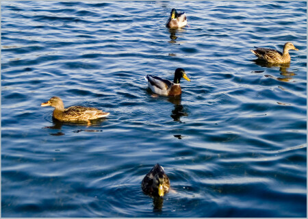 Синхронное плавание.