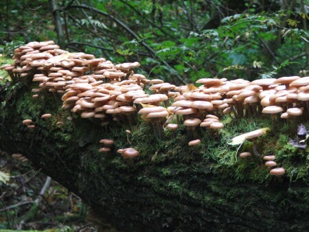 Кажется за нами пришли