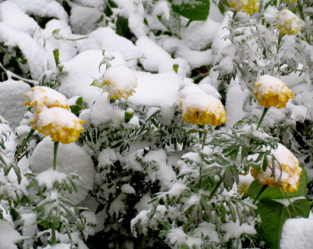 Первый снег