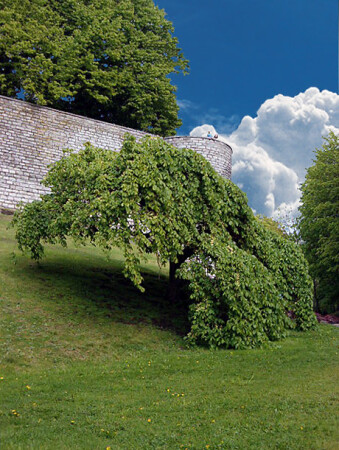 Перед дождем