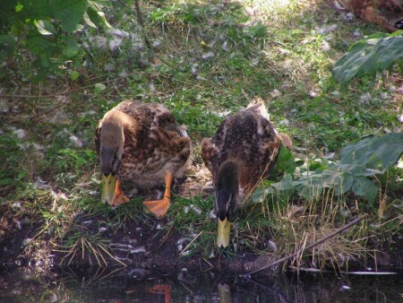 ...Свет мой - зеркальце, скажи...