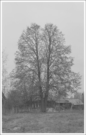 Другое дерево