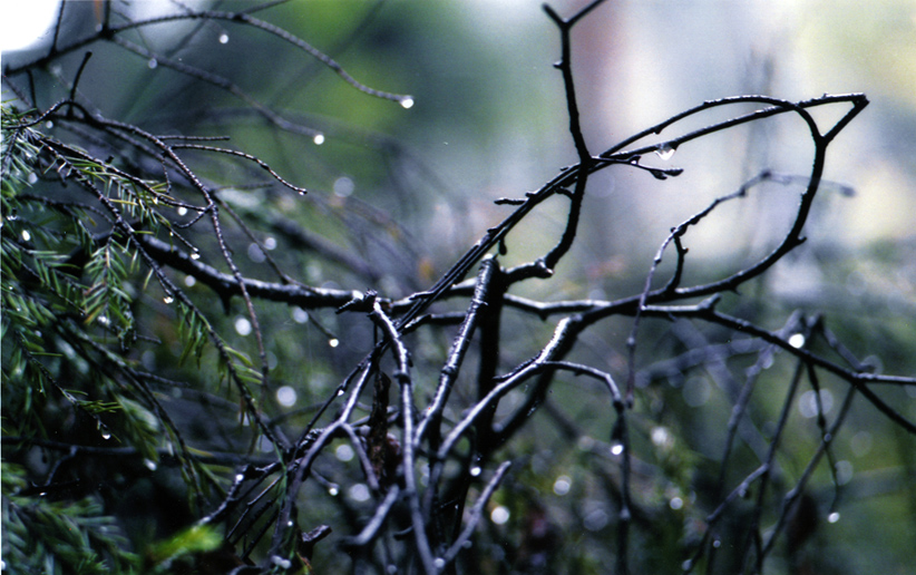 forest_rain