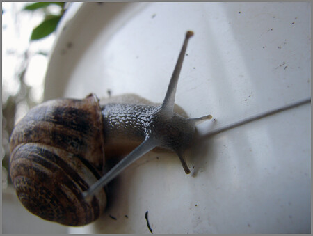 неторопливо