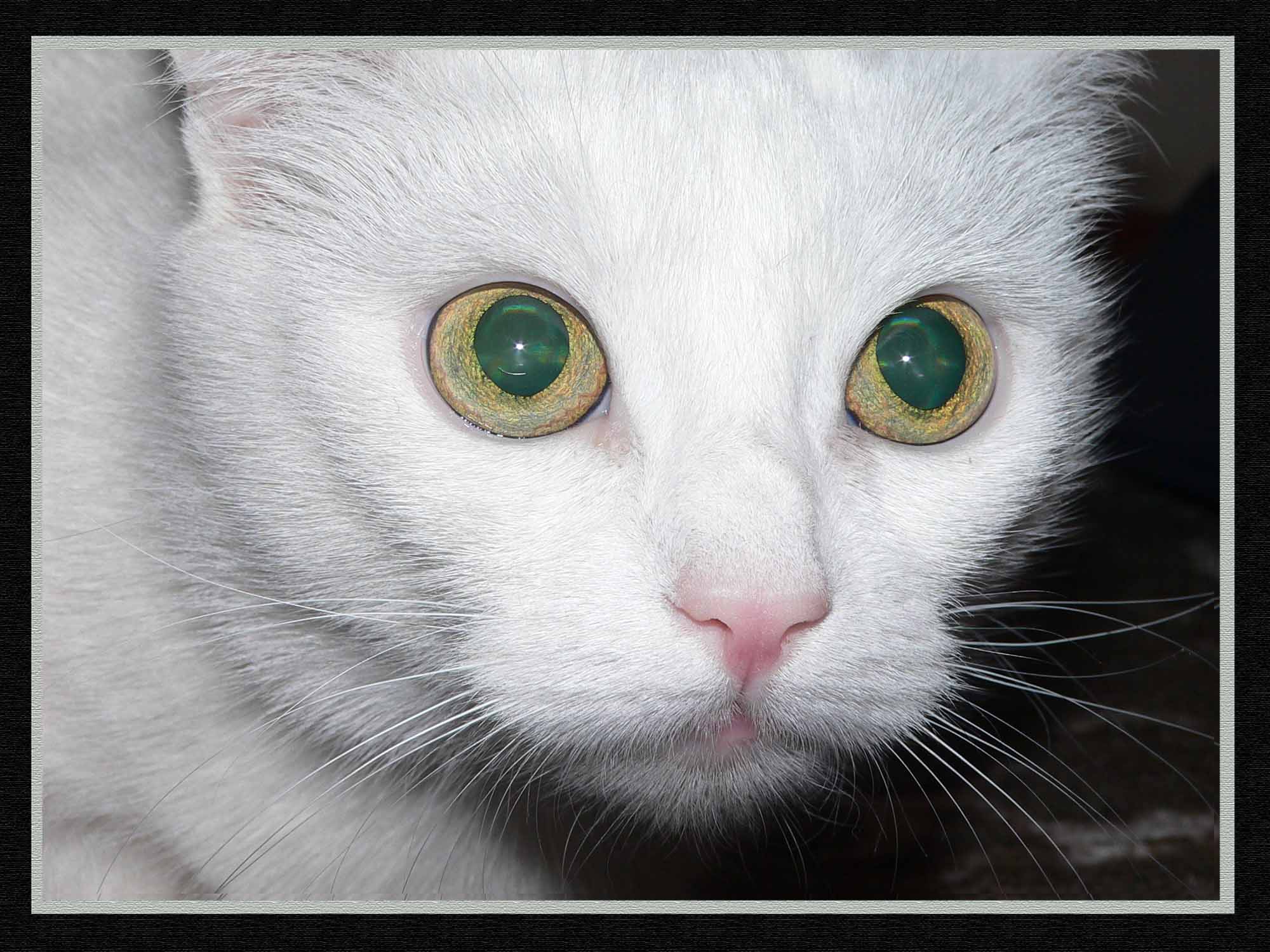 БЕЛАЯ КОШКА