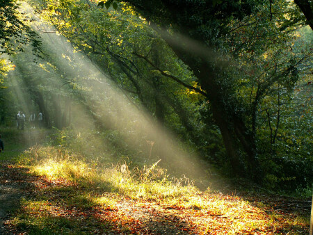 Утро после дождя