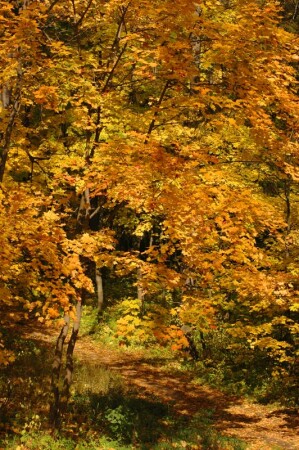 Осенний лес