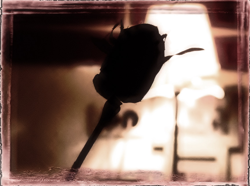 *rose*