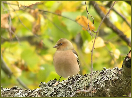 Без названия