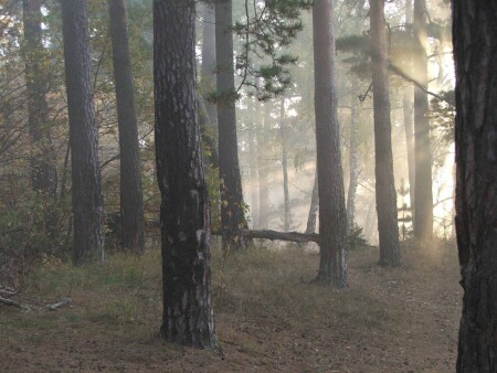 &amp;quot;...и разгонит лучами ночную тоску&amp;quot;