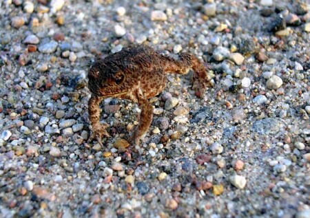 Мелочь пузатая.