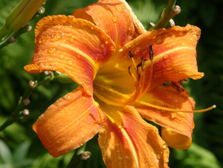 Я ярко-оранжевый...