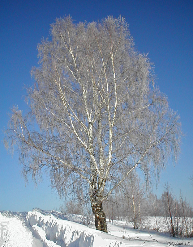 Береза