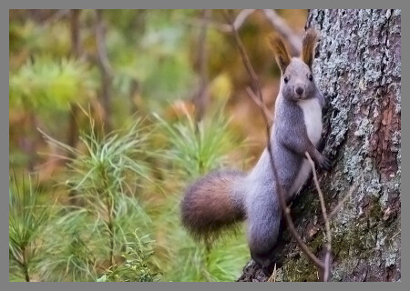 Любопытный толстячек