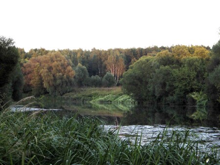 березы