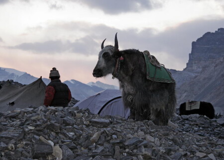 гималайский трудяга
