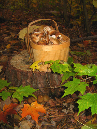 легкая и красивая смерть I. [easy and beautiful death I]