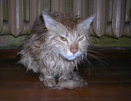 Злой Рыжий после бани