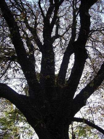 Проросшая рука