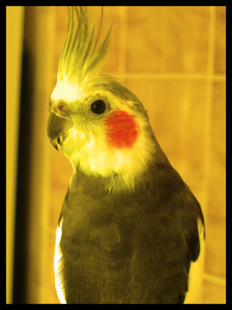 Кеша хороший