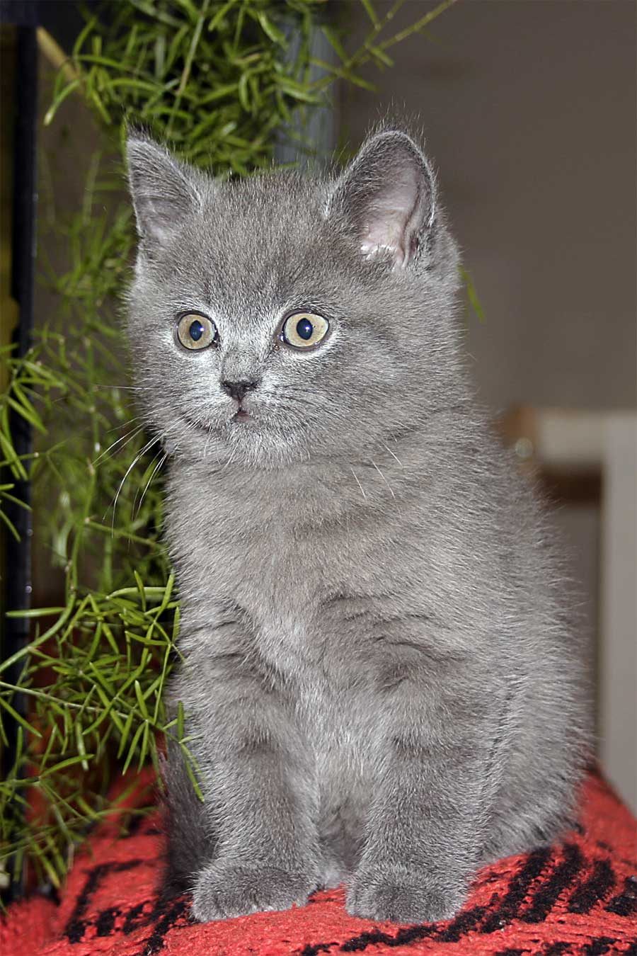 Мой котейка